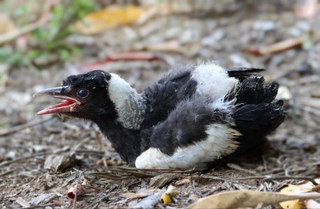 Magpie Fledgling copy.jpeg