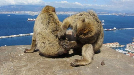 Gibraltar Macaques.JPG