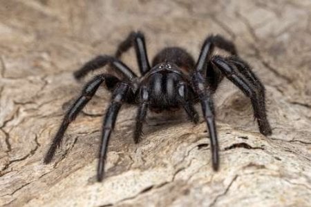 compressed-funnel web spider.jpeg