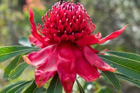 compressed-waratah.jpeg