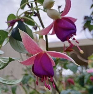 Fuchsia1-1.jpg