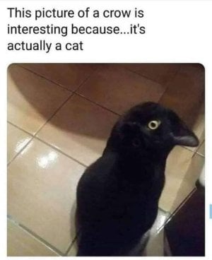 crow2.jpg