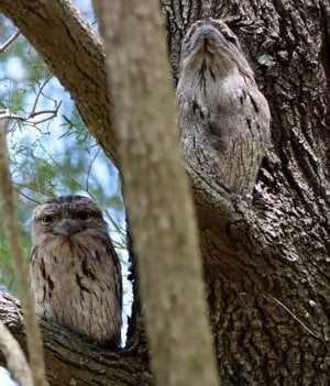 Tawny Frogmouth Owl (Podargus strigoides) copy.jpeg