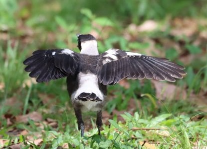 Magpie chick.JPG