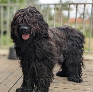 French Briard.jpg