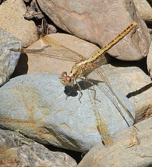 Scarlet Percher, Diplacodes haematodes copy.jpg