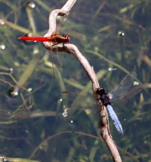 Red Arrow - Rhodothemis lieftincki.JPG