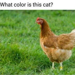 colour cat.jpg