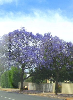 2. Jacaranda.jpg