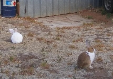 rabbits.jpg