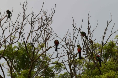 parrots after heavy rain  (3).JPG