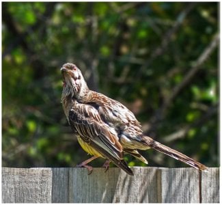 4-Indignate wattle Bird copy.jpg