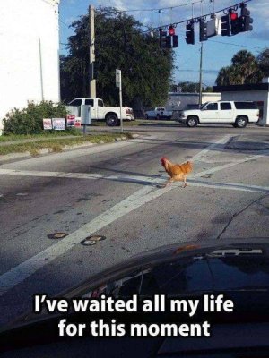 chicken crossed the road.jpg