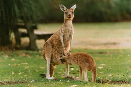 compressed-kangaroos.jpeg