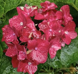 Hydrangea after rain2.jpg