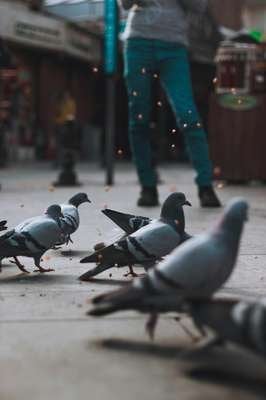 compressed-pigeons.jpeg