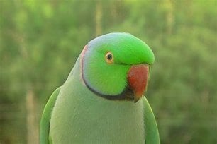 indian Parrot.jpg