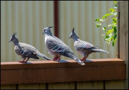 Crested Pidgeons copy.jpg