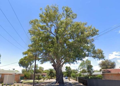 compressed-overbury tree.jpeg