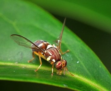 587px-Queensland_Fruit_Fly_-_Bactrocera_tryoni.jpg