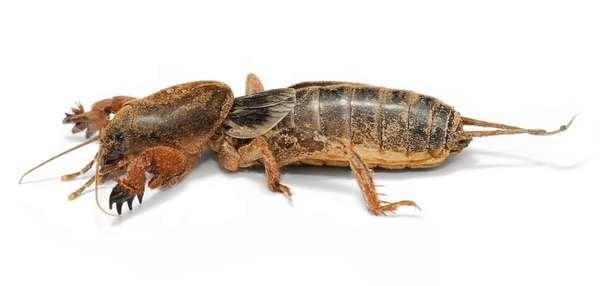 compressed-Mole_cricket02.jpeg