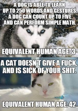 cat age.jpg