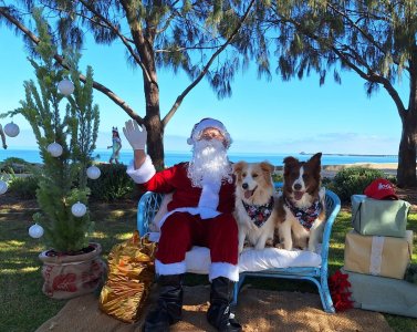 SantaPaws24b.jpg