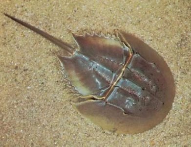 compressed-horseshoe crab.jpeg