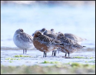 Godwits in Southern NZ_increasing weight ready for 8day  11-12000 mile journey to northern Sib...jpg