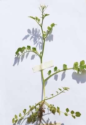 compressed-pexels-watercress.jpeg compressed-pexels-watercress.jpeg