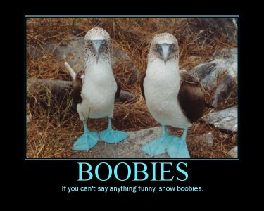 boobies.jpeg