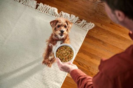 compressed-230127_kz_hills_kd_dogs_day_04_feeding_wet_food_0295_quickretouch_july_smm (1).jpeg