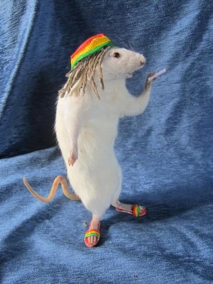 Taxidermy Rat Rasta Taxidermy Anthropomorphic Rat Curiosity Oditties - Etsy.jpg