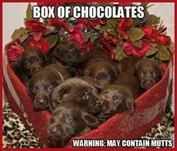 Valentine box of chocs.jpg