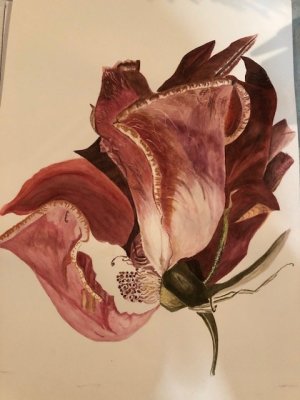 Rose - watercolour.jpg