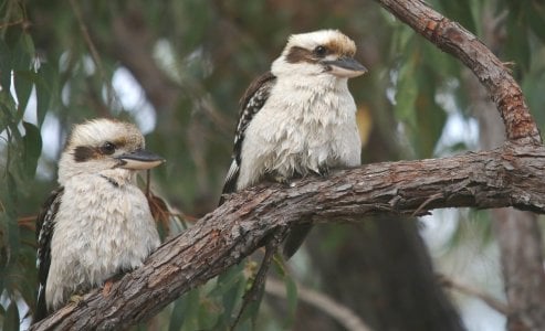 Kookaburras. 2023. copy.jpeg