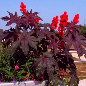 Castor bean plant.jpg