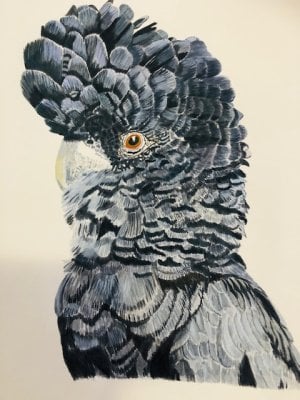 Black Cockatoo.jpg