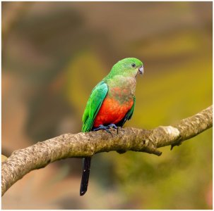 King Parrot_Female.jpg