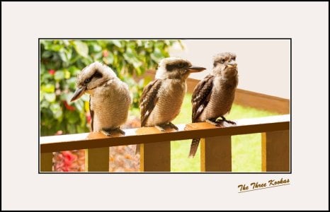 The Three Kookas copy.jpg