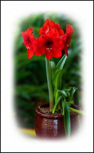 10_Hippeastrum_MkI copy.jpg