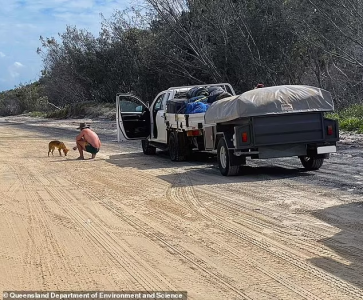 QLD dingo.png