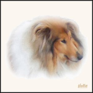 Hollie the Collie.jpg