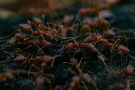 compressed-pexels-fire ants.jpeg