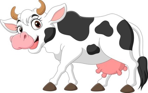 cow.jpg