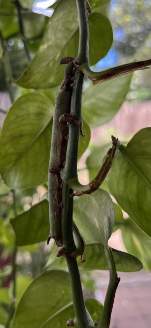 IMG_1461.jpeg