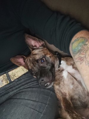 Bear watching TV.jpg