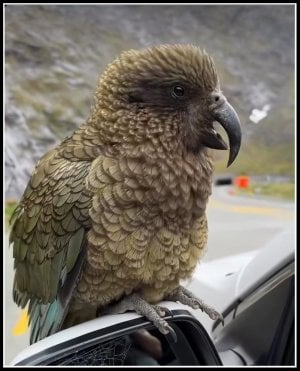 Kea on Rear vision mirror.jpg