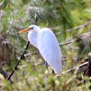 Great Eastern Egret.JPG