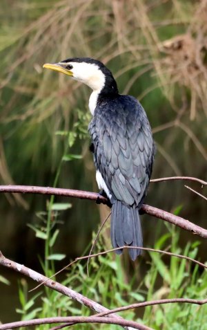 Little Pied Cormorant.JPG